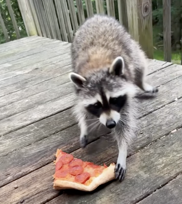 raccoons eat pizza