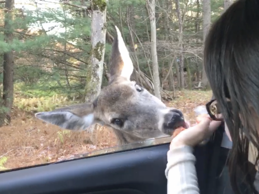 feeding deer pizza